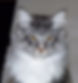 44118516_2173249106019638_5456110617846874112_n_edited.jpg