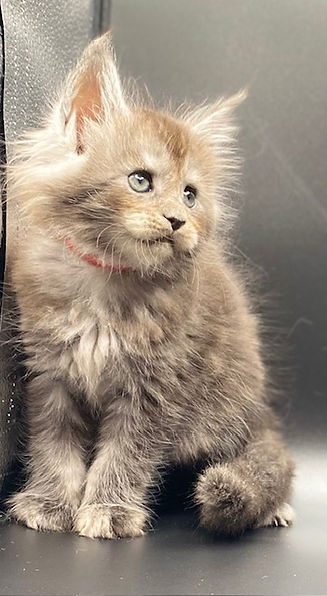 kittens8.jpg