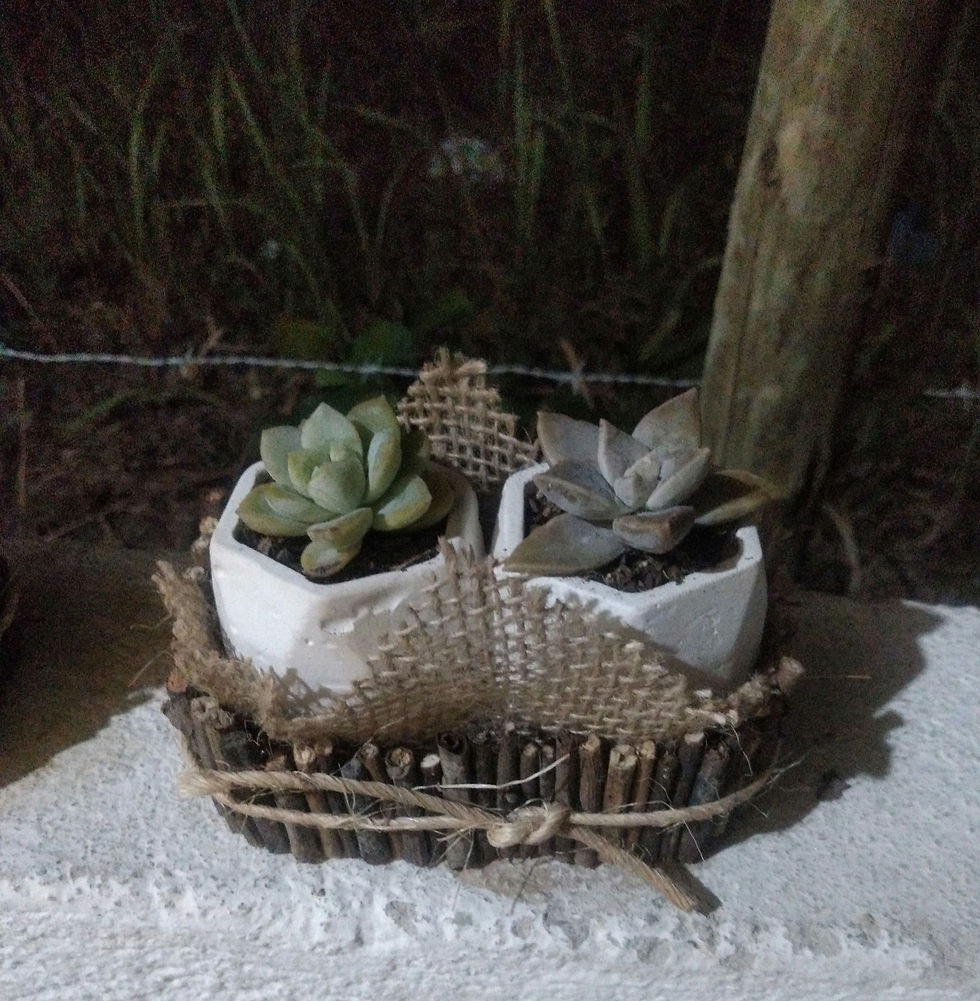 Miniatura: Suculentas
