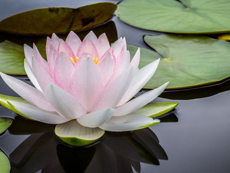 Lotus Symbolism in Vedic Thought: Rising Above Stress