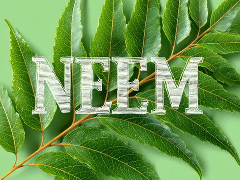 Neem for Mental Health and Body Strength