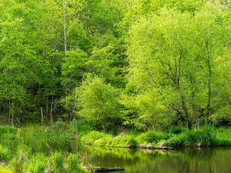 Wetlands for the Win