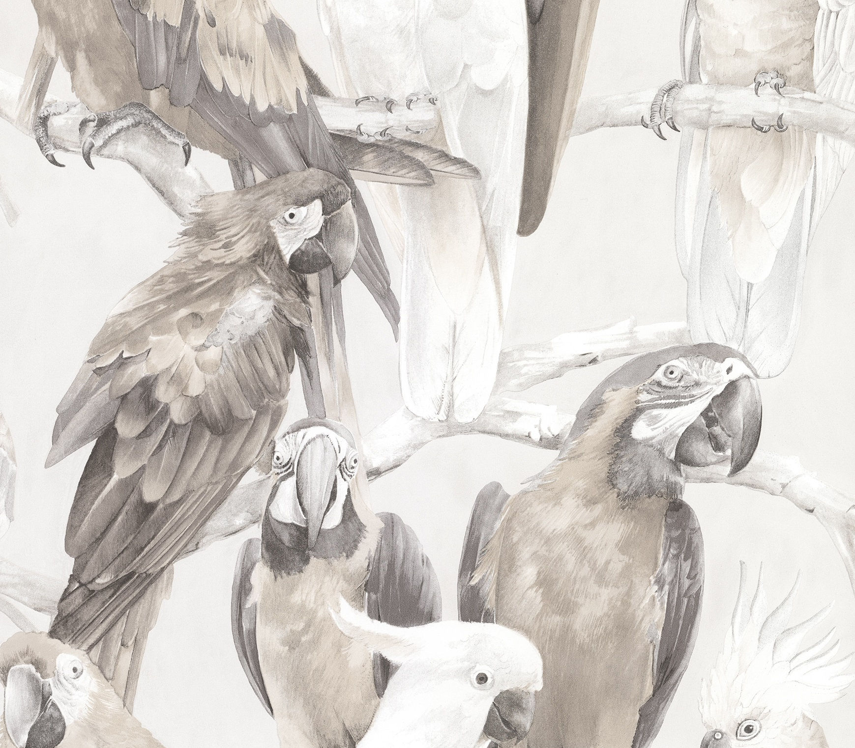 Shades of Grey by Advantage - Viola Grey Macaw Wallpaper