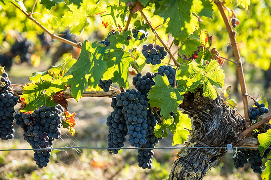 2-Vendanges-2018-Maison-de-Vins-de-bourgueil-JPGhd-144.jpg