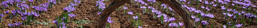 saffron field