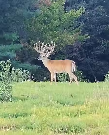 Gsell's Whitetails