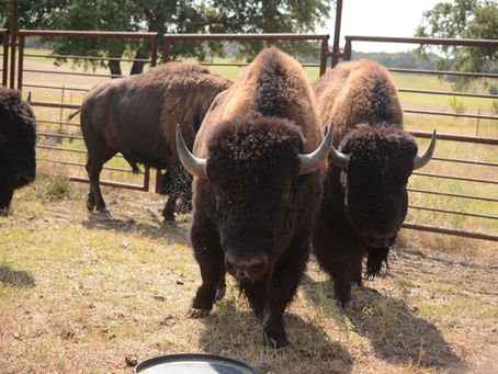 Day 5 - Buffalo Day & Schedules