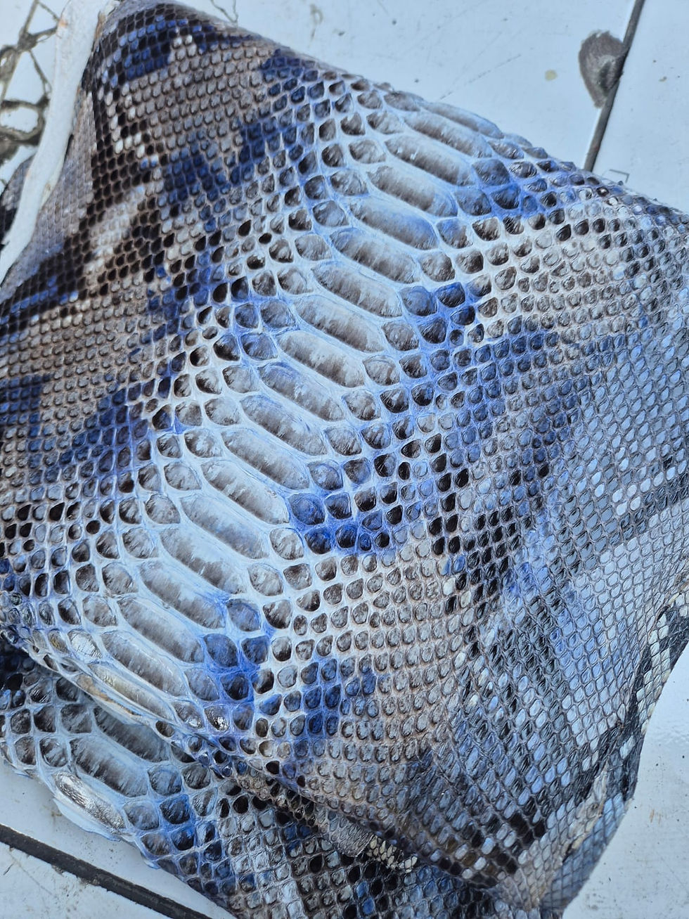 Thumbnail: Python Leather Skins