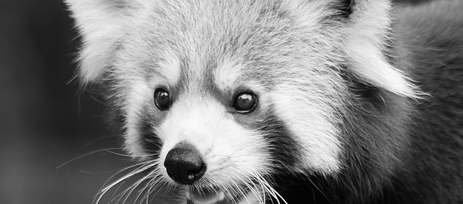 Line_as_Value_Panda.png