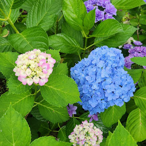 6月12日 法話会のご案内
