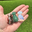 Thumbnail: Small Dog