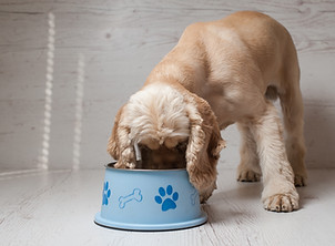 Dog Eating Dog Food