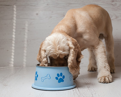 Dog Eating Dog Food