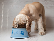 Dog Eating Dog Food