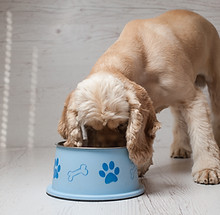 Dog Eating Dog Food