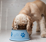Dog friendly trips to europe with pet groumet food, alivepets.com