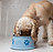 Dog Eating Dog Food