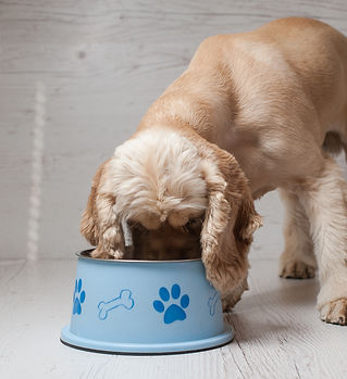 Dog Hundefutter essen