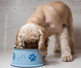Dog Eating Dog Food