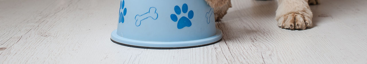 Dog Eating Dog Food