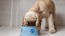 Sportmix Pet Food Recalled After Reports of 28 Dogs Deaths