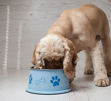 Dog Eating Dog Food