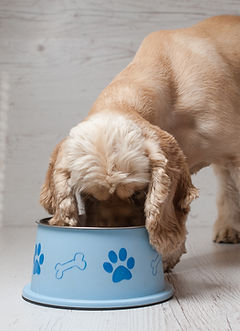 Dog Hundefutter essen