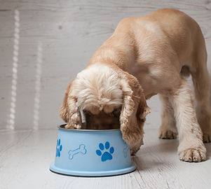 Dog Eating Dog Food
