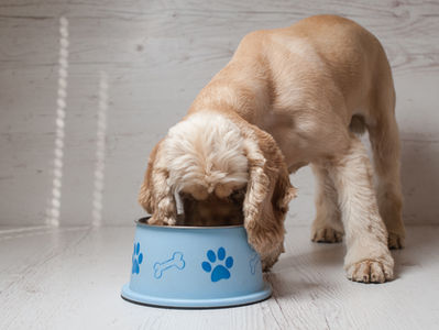 How important is protein in a dog's diet?