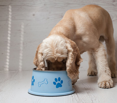 Dog Eating Dog Food
