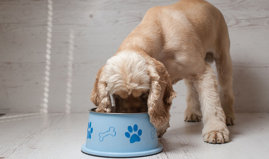 Dog Eating Dog Food
