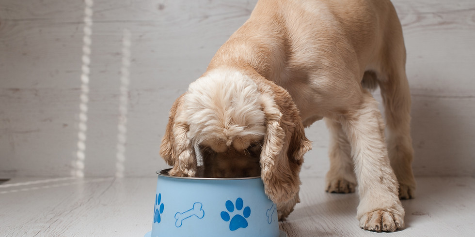 Ayurveda für Hunde