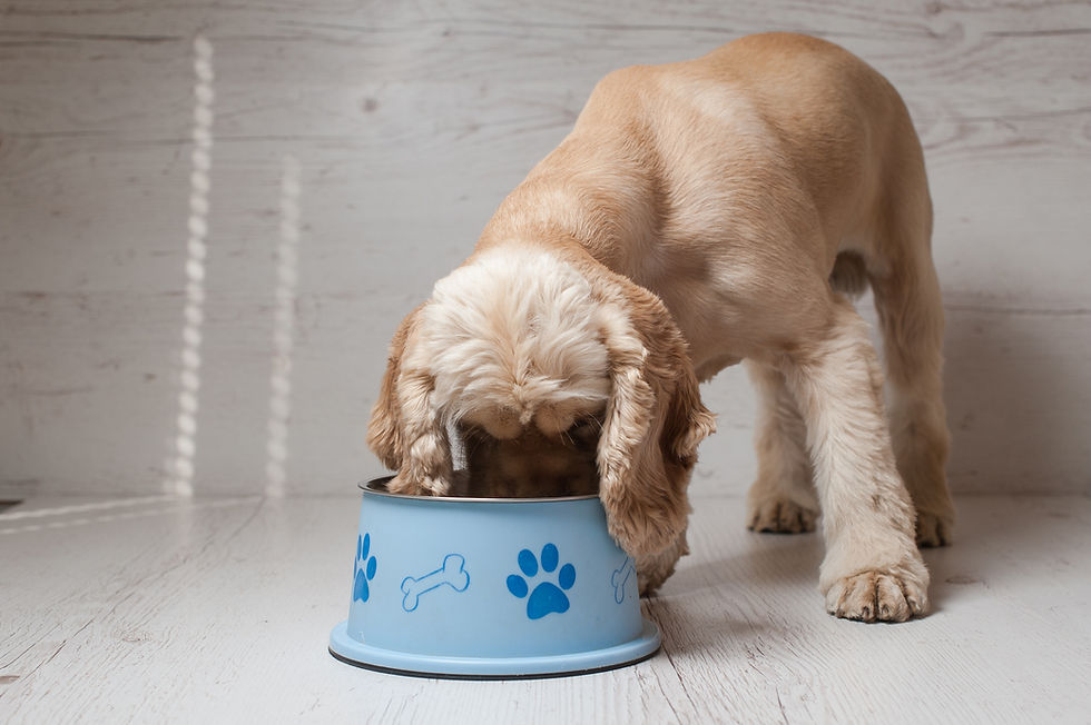 犬が食べ物を食べる