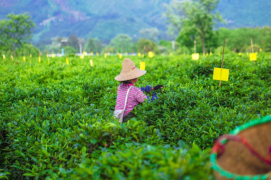 lovepik-busy-tea-farmers-in-the-spring-tea-garden-picture_501604970.jpg