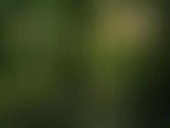 FSC™ คืออะไร? รู้จักมาตรฐานที่ช่วยรักษาป่าและสิ่งแวดล้อม 🌳