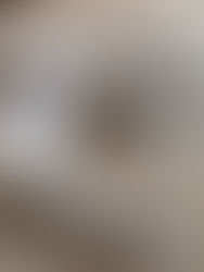 Cats for Reducing Stress