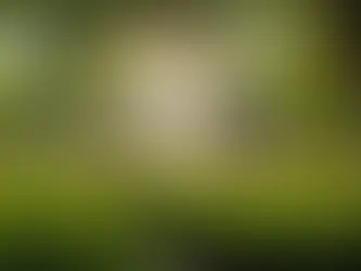 A peaceful forest path symbolizing emotional journeys and connections