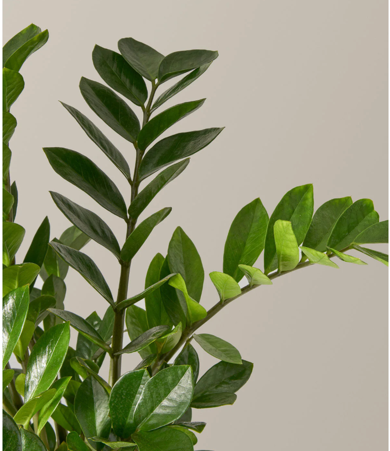 Metal Element (Clarity, Focus) // ZZ Plant