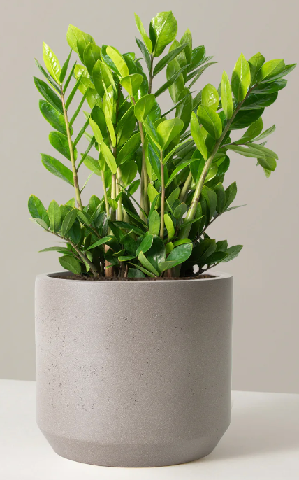 Thumbnail: Metal Element (Clarity, Focus) // ZZ Plant