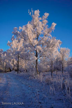 Tommi web-5955-2.jpg