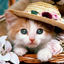 Writer: 4PETS Shop 