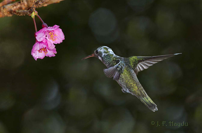 As flores da Cerejeira-japonesa (Prunus serrulata- Rosaceae) são muito atrativas apesar de não serem nativas. Na época de floração os beija-flores permanecem o tempo todo entre essas árvores exóticas.