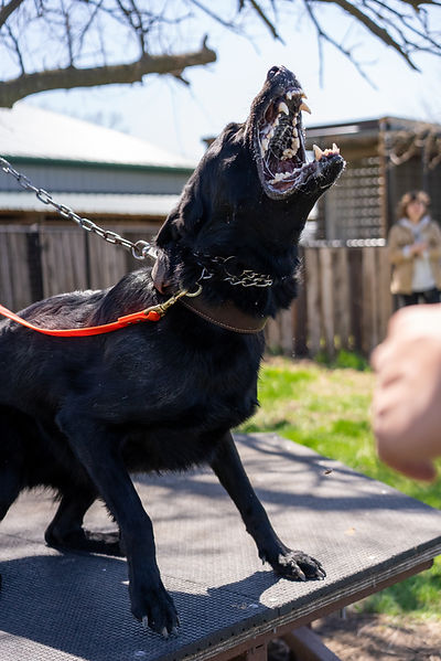 German Shepherd bitework Protection dog training