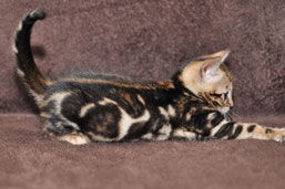 marbled bengal kitten