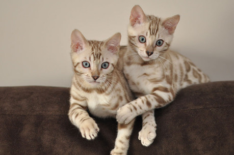 Quebec Bengal Maracaja Bengals Bengal Breeder