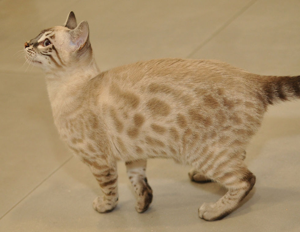 MARACAJA GRISELDA BLANCA