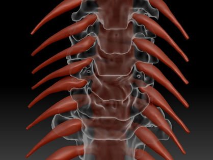 Spinal Cord within Cervical Vertebrae