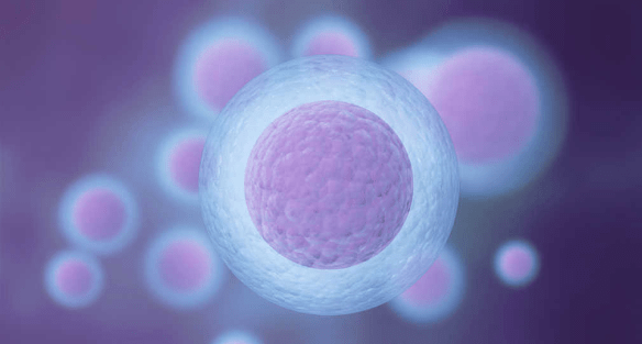 Ovarian stimulation and egg follicle monitoring
