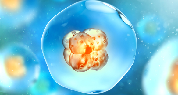 Blastocyst culture and endometrial preparation