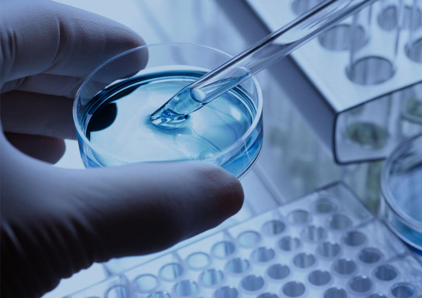 IVF laboratory fertilization in petri dish